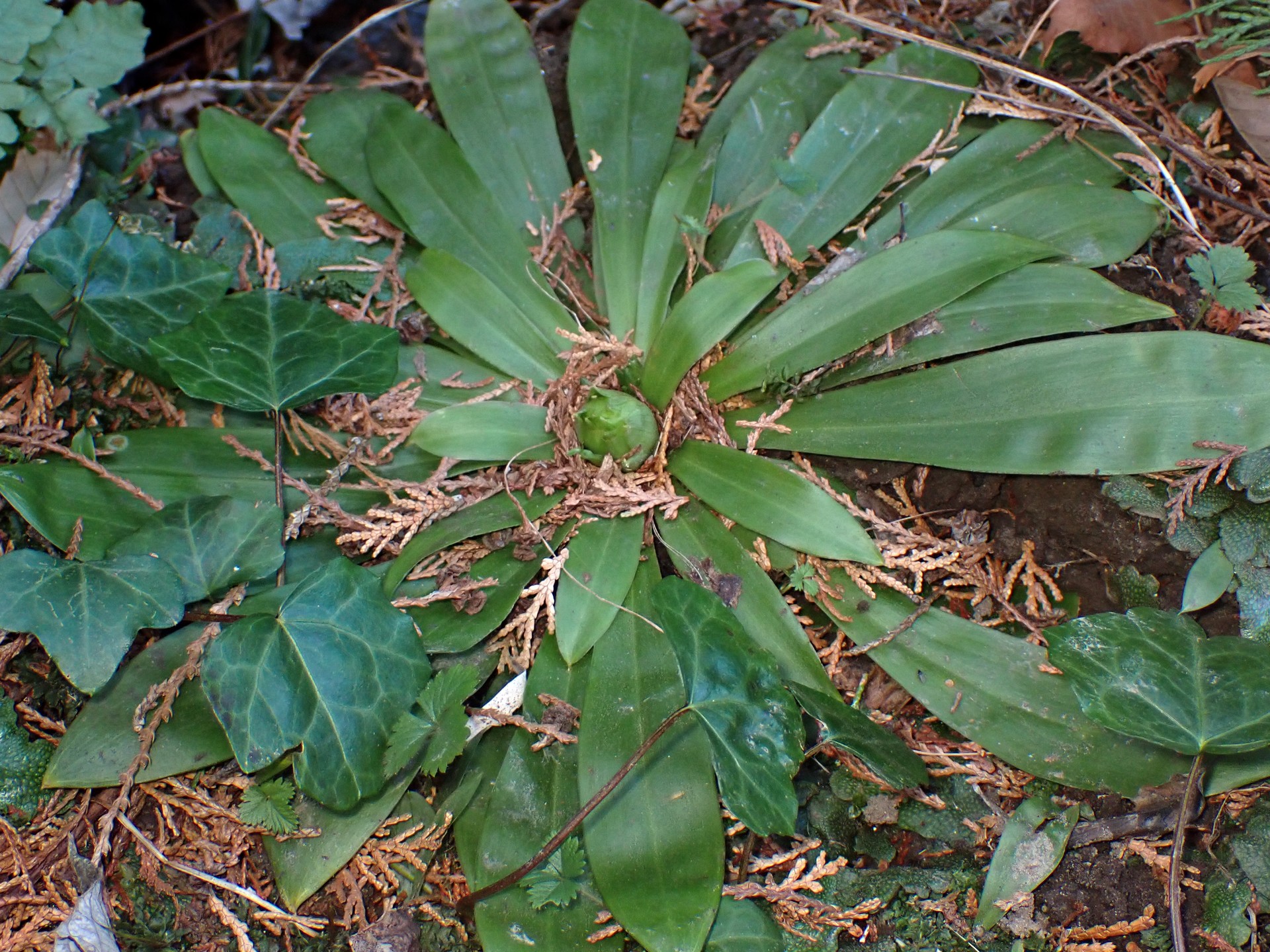 ショウジョウバカマ の高画質写真です。横浜市で、2025年2月14日に撮影したものです。