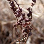 タコノアシ の高画質写真です。横浜市で、2025年2月9日に撮影したものです。