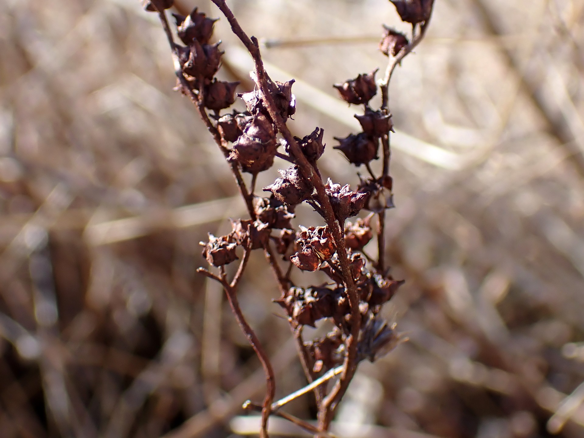 タコノアシ の高画質写真です。横浜市で、2025年2月9日に撮影したものです。