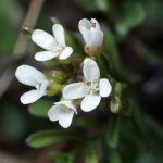 タネツケバナ の高画質写真です。横浜市で、2025年2月11日に撮影したものです。