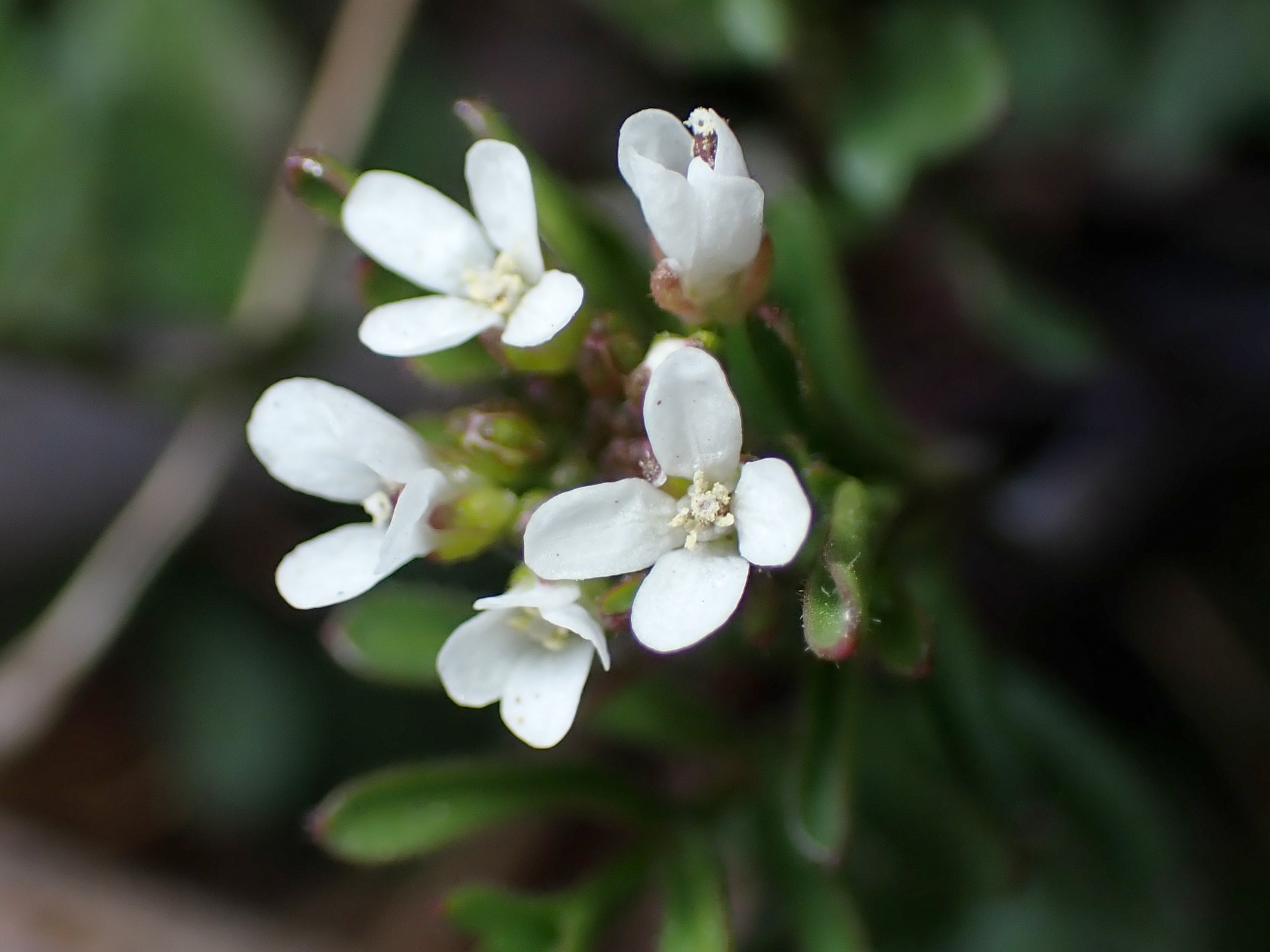 タネツケバナ の高画質写真です。横浜市で、2025年2月11日に撮影したものです。