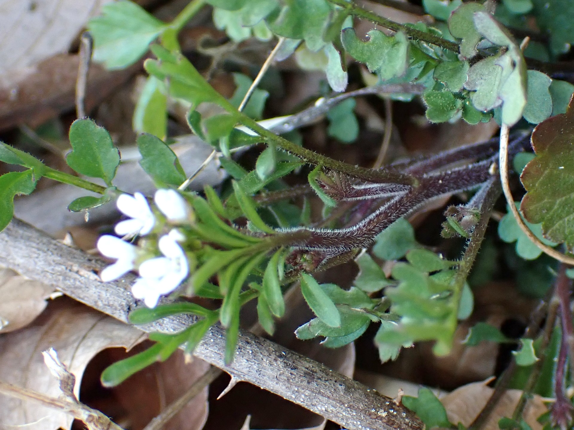 タネツケバナ の高画質写真です。横浜市で、2025年2月11日に撮影したものです。