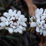 トキワマガリバナ の高画質写真です。横浜市で、2025年2月12日に撮影したものです。