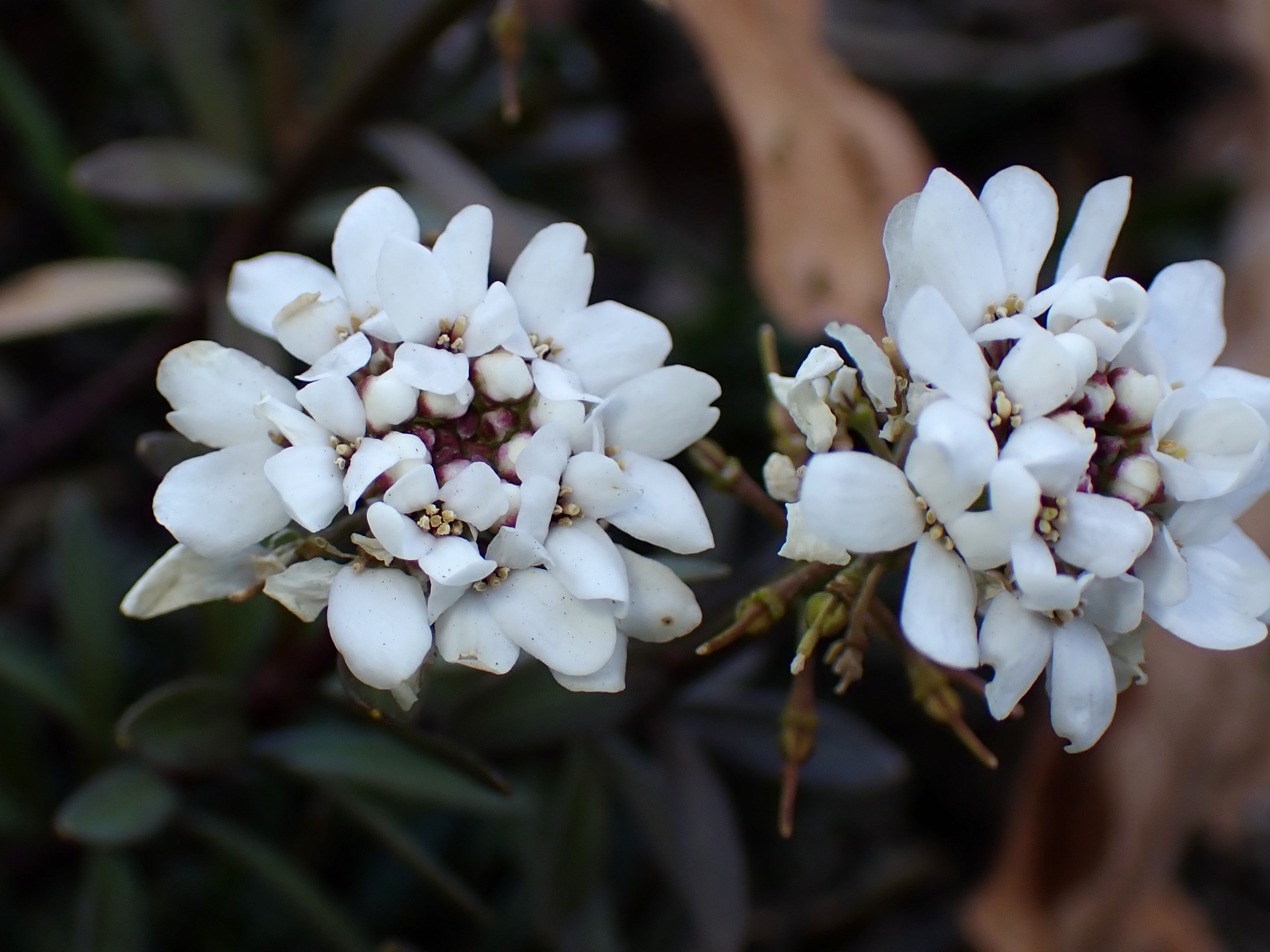 トキワマガリバナ の高画質写真です。横浜市で、2025年2月12日に撮影したものです。