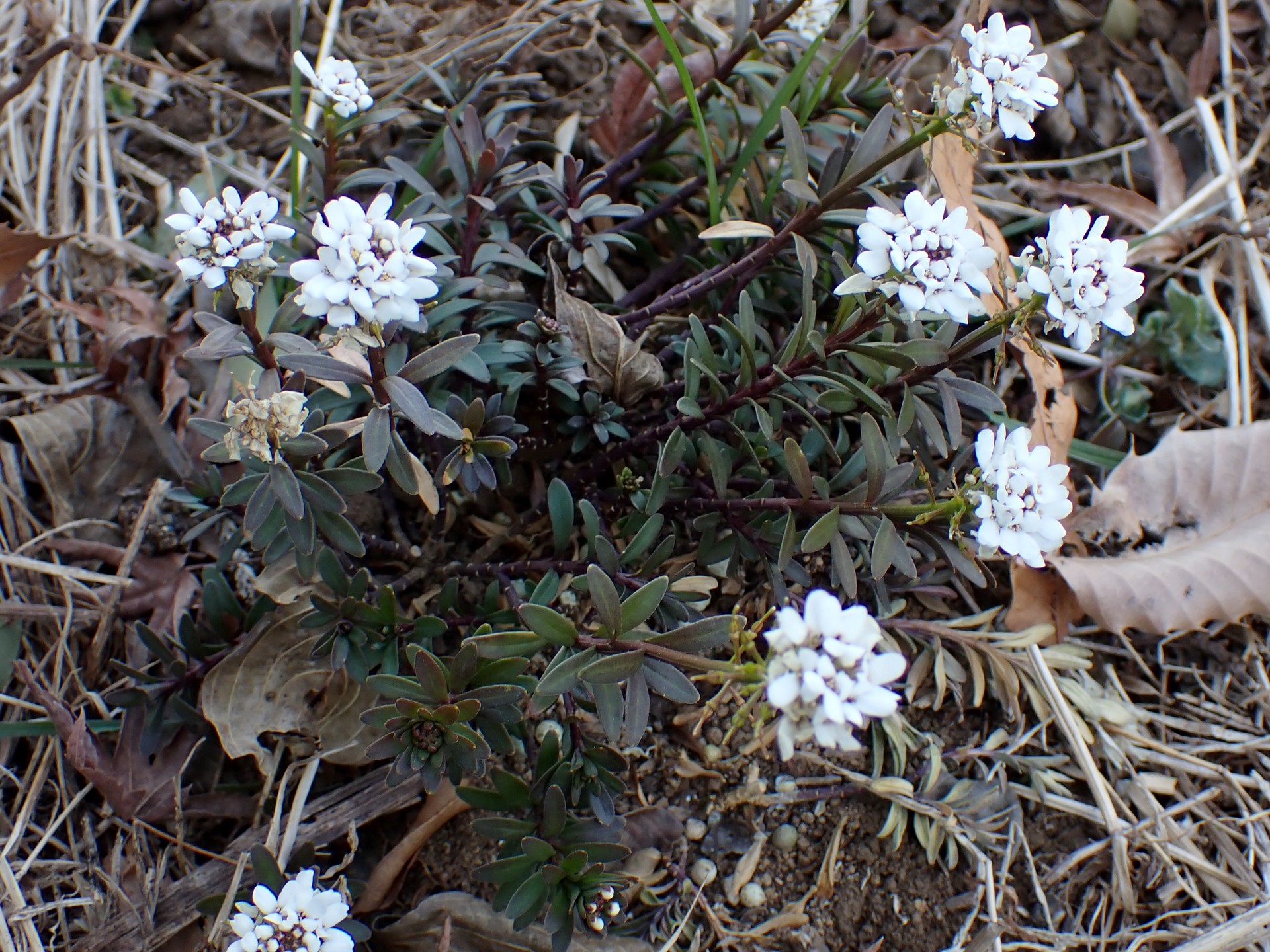 トキワマガリバナ の高画質写真です。横浜市で、2025年2月12日に撮影したものです。