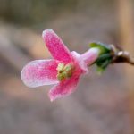 ウグイスカグラ の高画質写真です。横浜市で、2025年2月7日に撮影したものです。