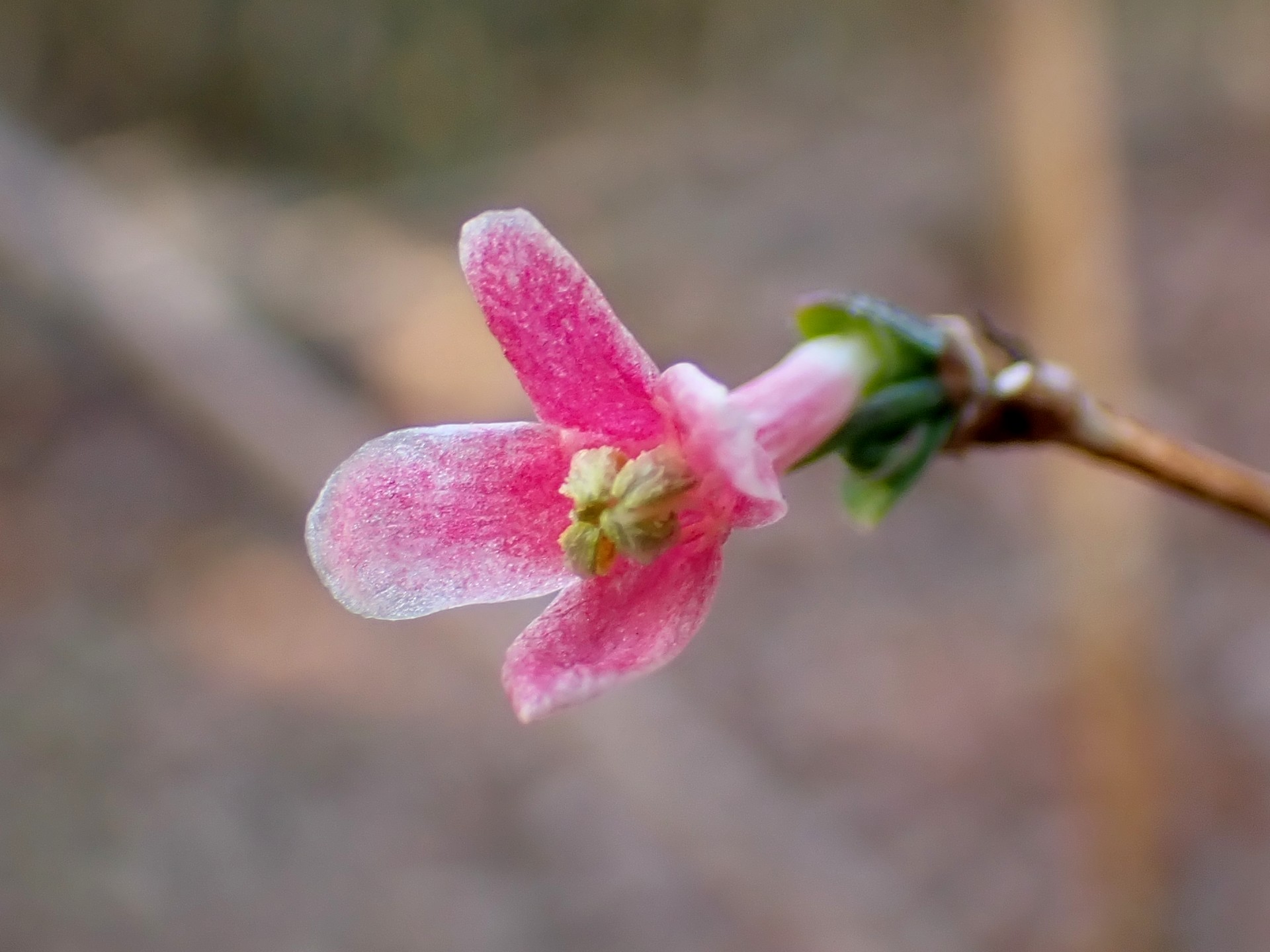 ウグイスカグラ の高画質写真です。横浜市で、2025年2月7日に撮影したものです。