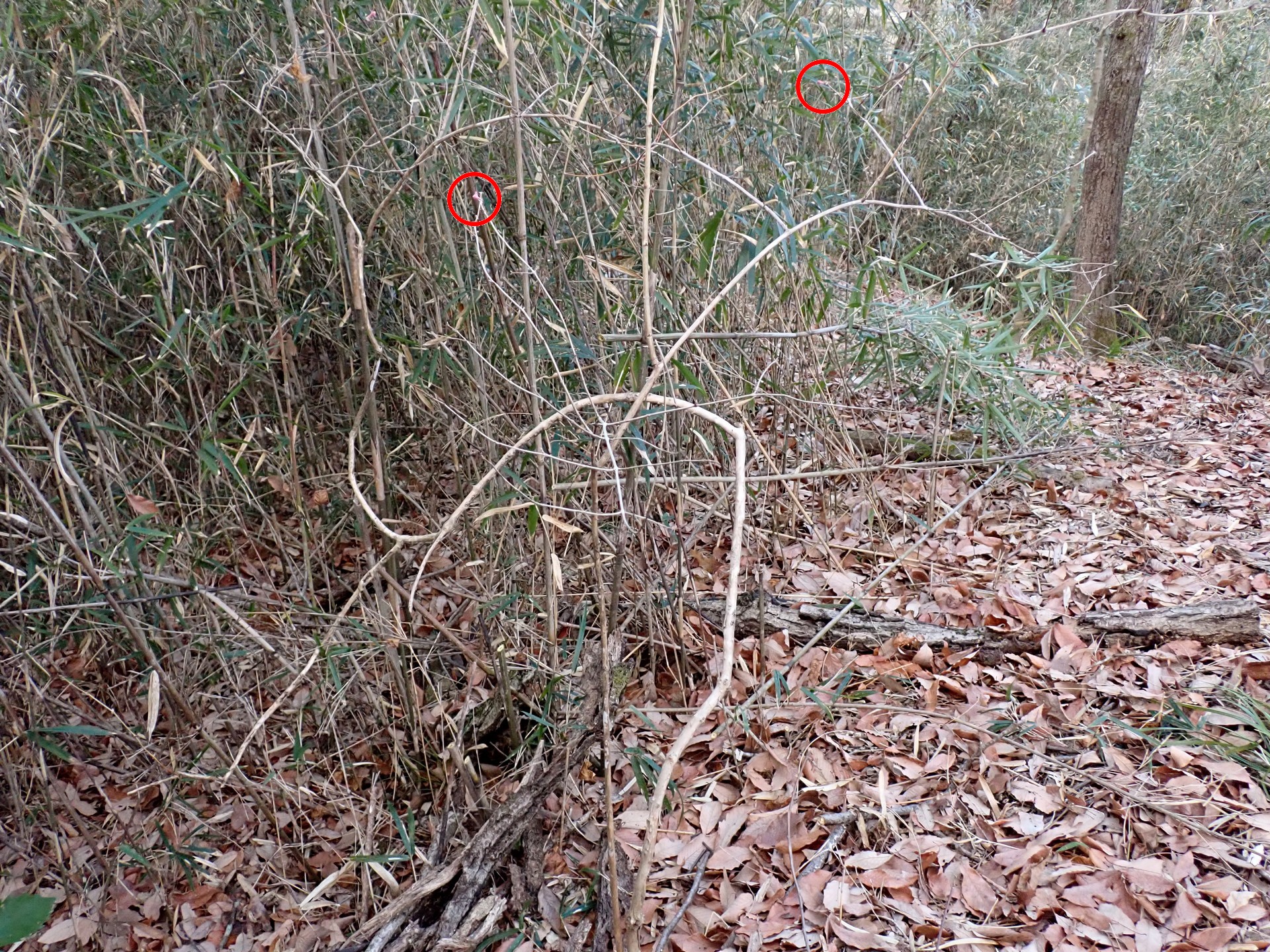 ウグイスカグラ の高画質写真です。横浜市で、2025年2月5日に撮影したものです。