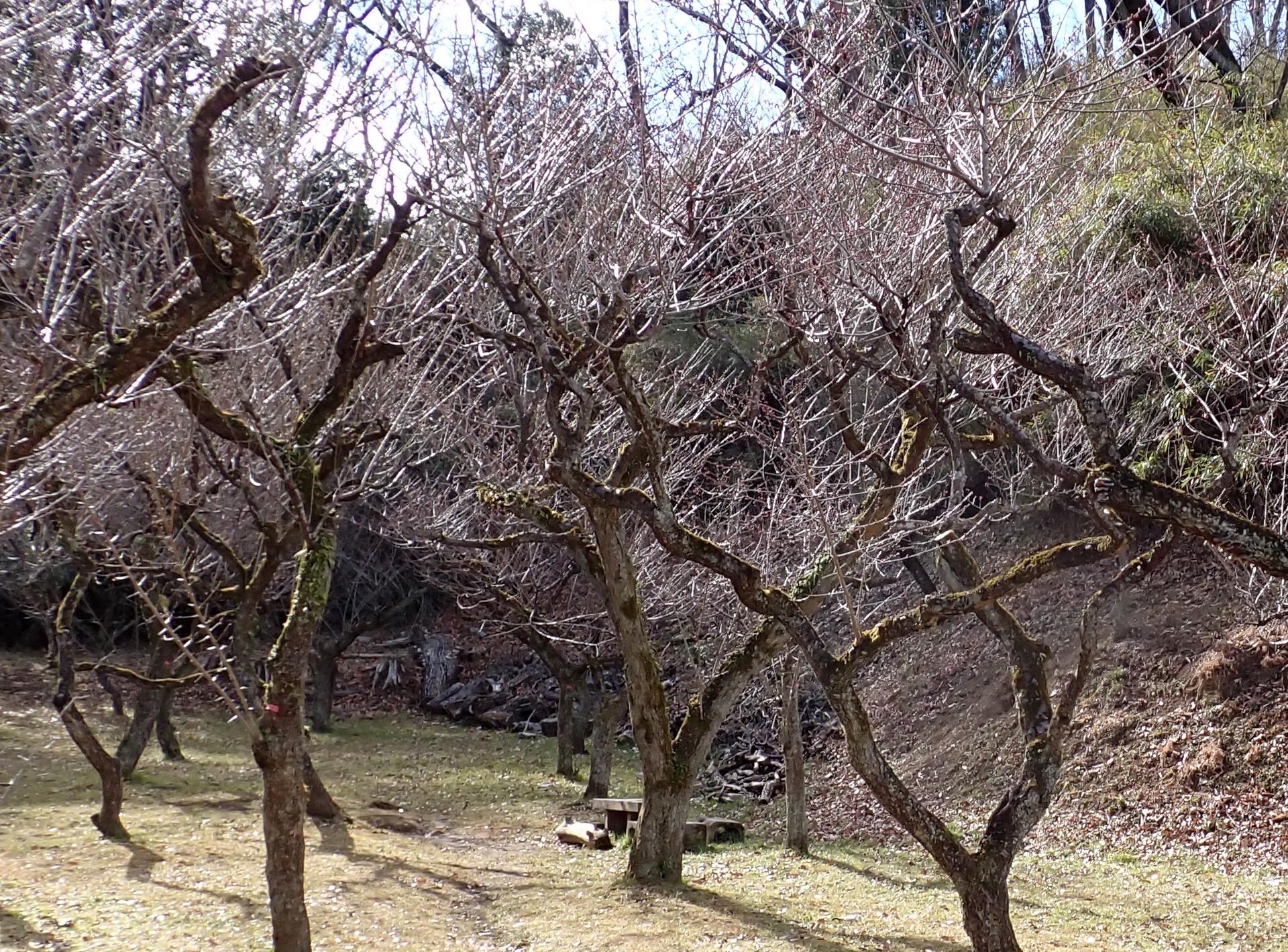梅園の様子 の高画質写真です。横浜市で、2025年2月5日に撮影したものです。