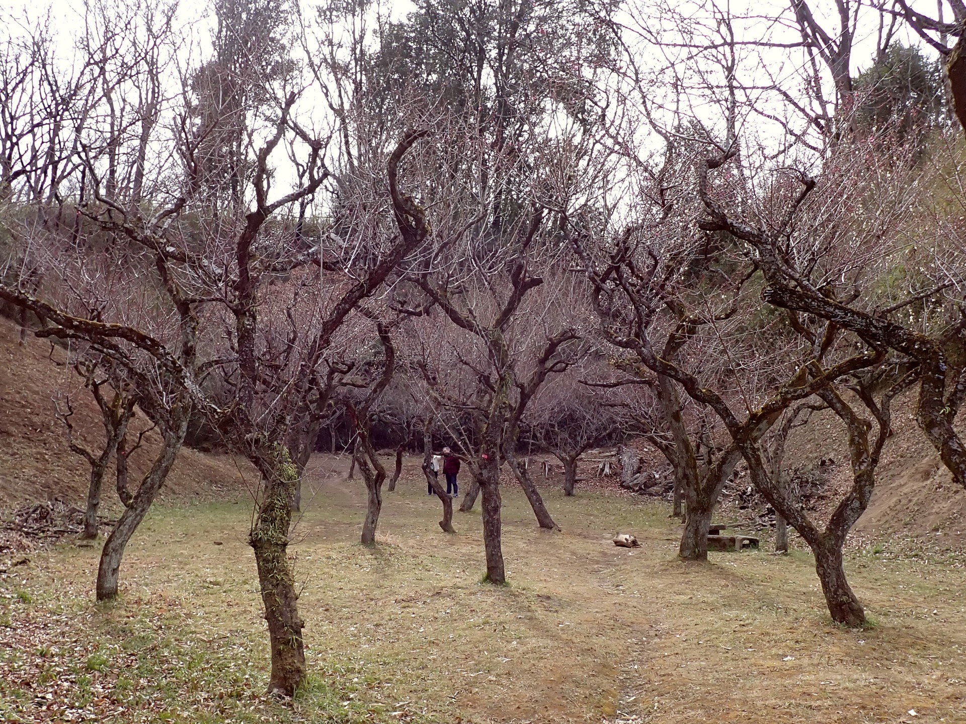 梅園の様子 の高画質写真です。横浜市で、2025年2月16日に撮影したものです。