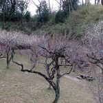 梅園の様子 の高画質写真です。横浜市で、2025年2月21日に撮影したものです。