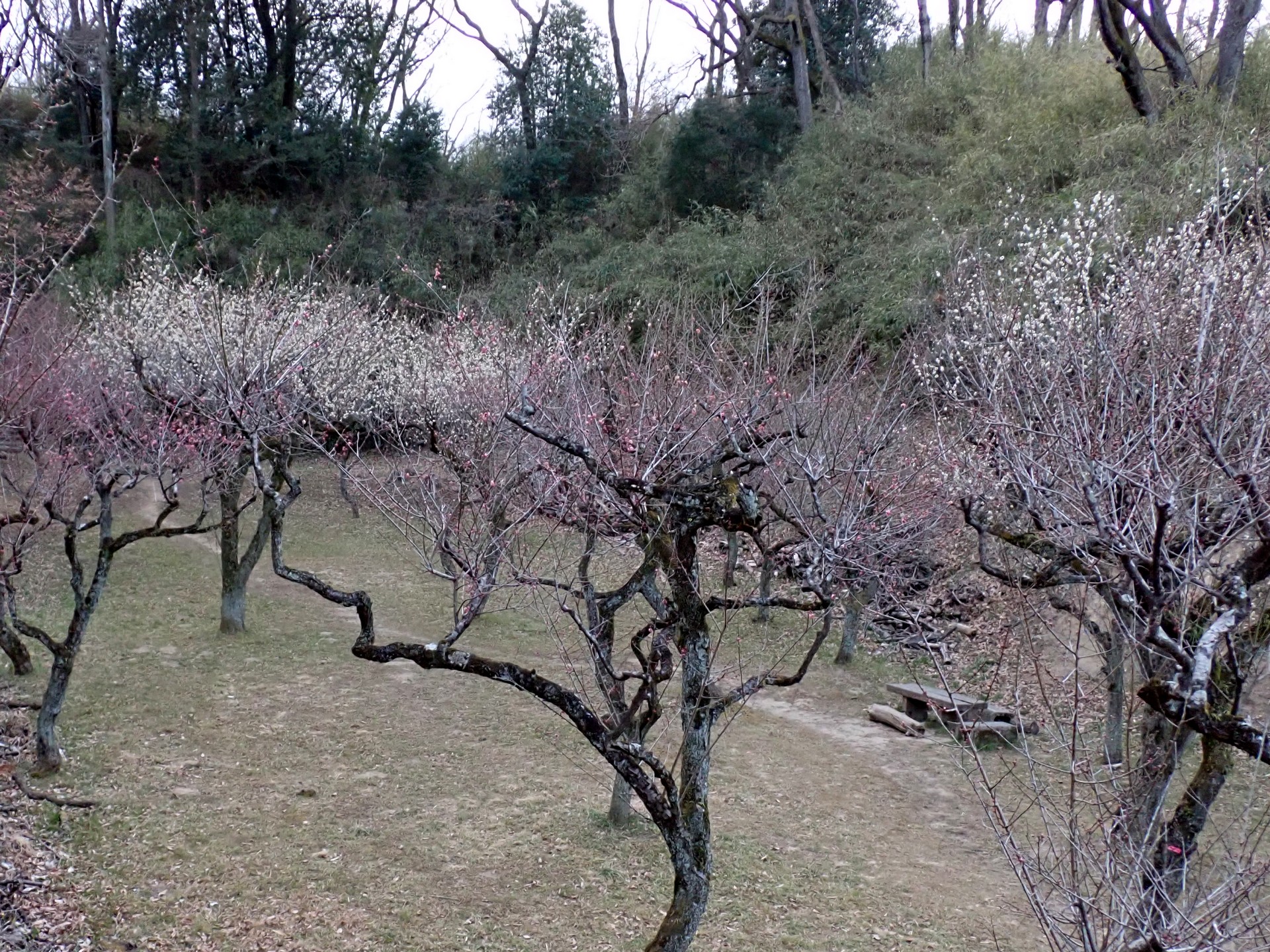 梅園の様子 の高画質写真です。横浜市で、2025年2月21日に撮影したものです。