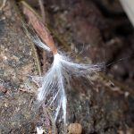 綿毛付の種 の高画質写真です。横浜市で、2025年2月5日に撮影したものです。