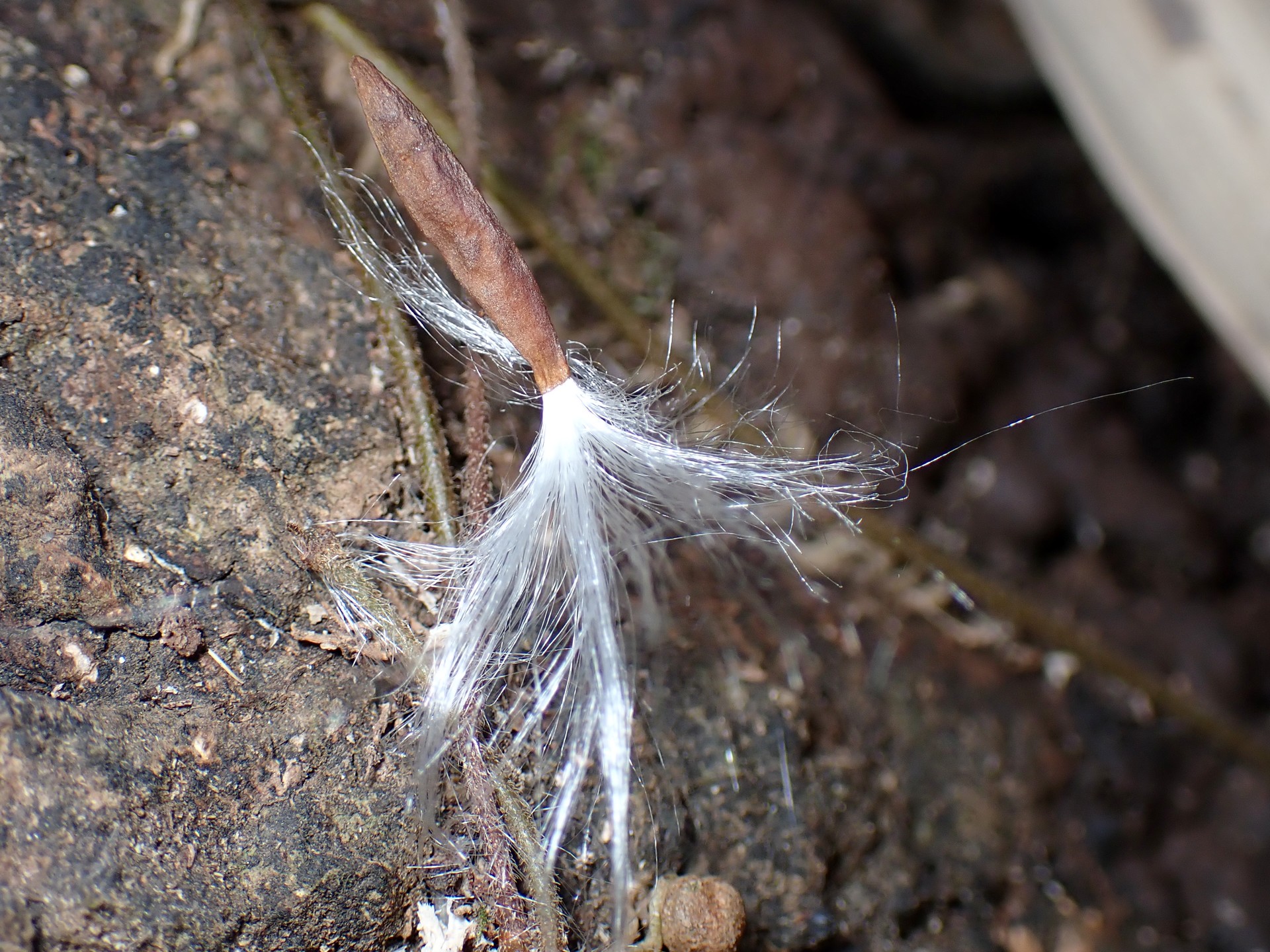 綿毛付の種 の高画質写真です。横浜市で、2025年2月5日に撮影したものです。