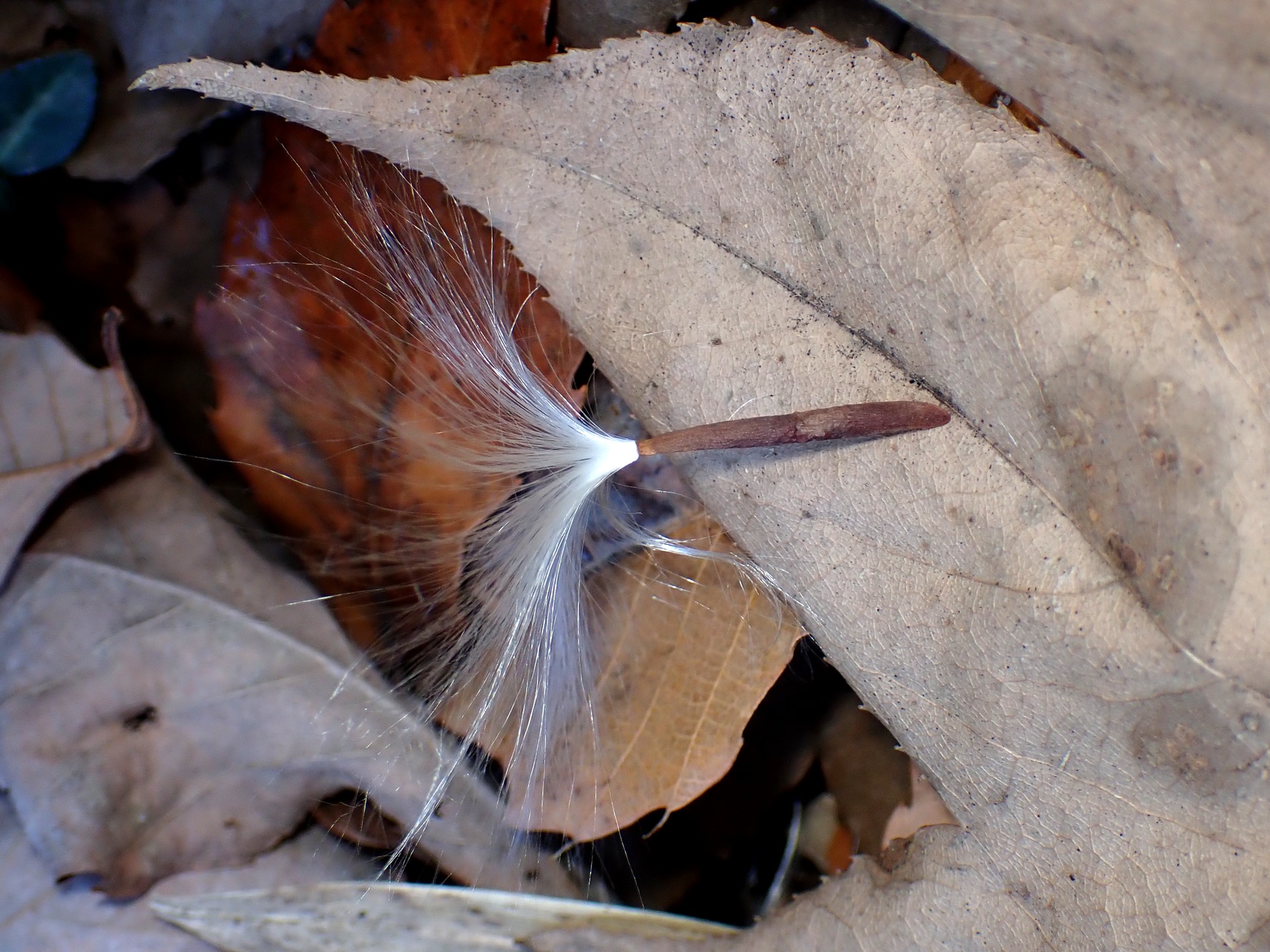綿毛付の種 の高画質写真です。横浜市で、2025年2月5日に撮影したものです。