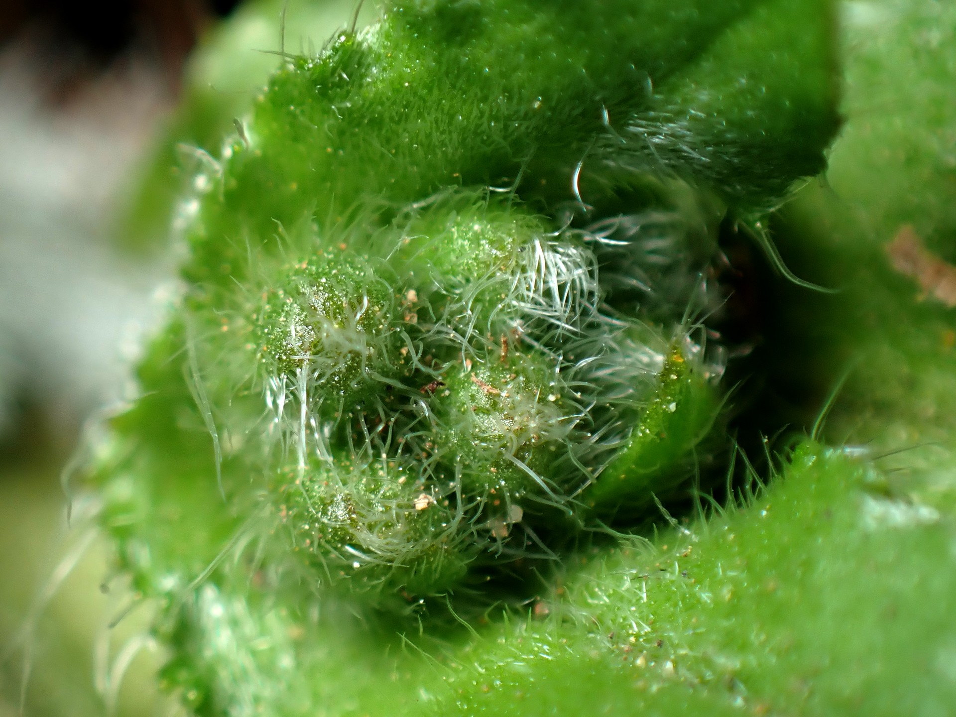 ヤマルリソウ の高画質写真です。横浜市で、2025年2月26日に撮影したものです。