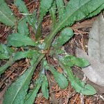 ヤマルリソウ の高画質写真です。横浜市で、2025年2月26日に撮影したものです。