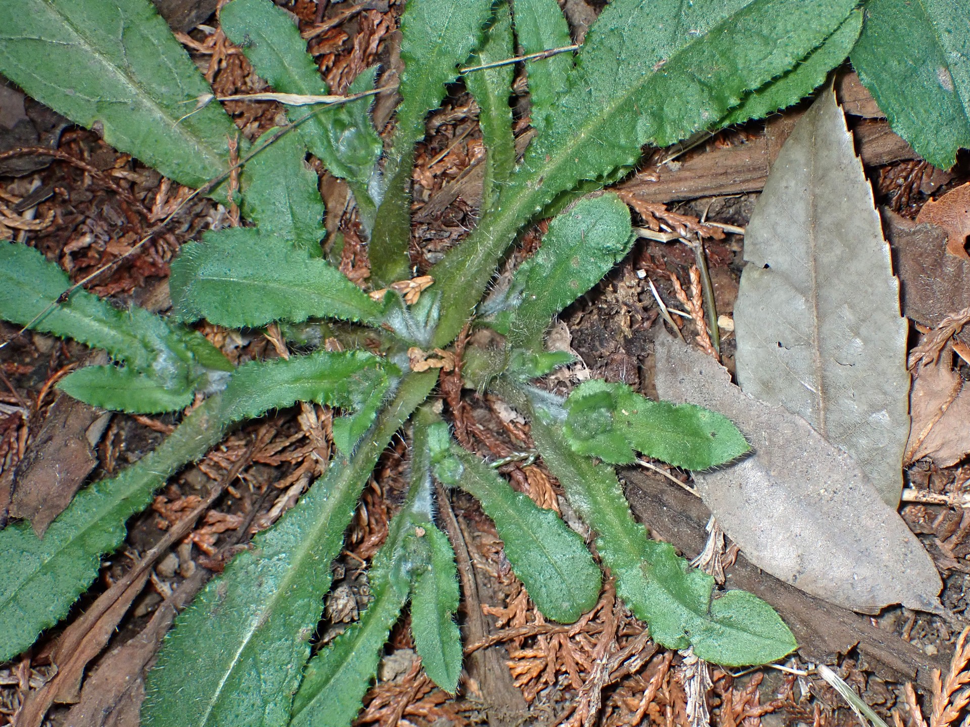 ヤマルリソウ の高画質写真です。横浜市で、2025年2月26日に撮影したものです。