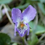 アオイスミレ の高画質写真です。横浜市で、2025年3月21日に撮影したものです。