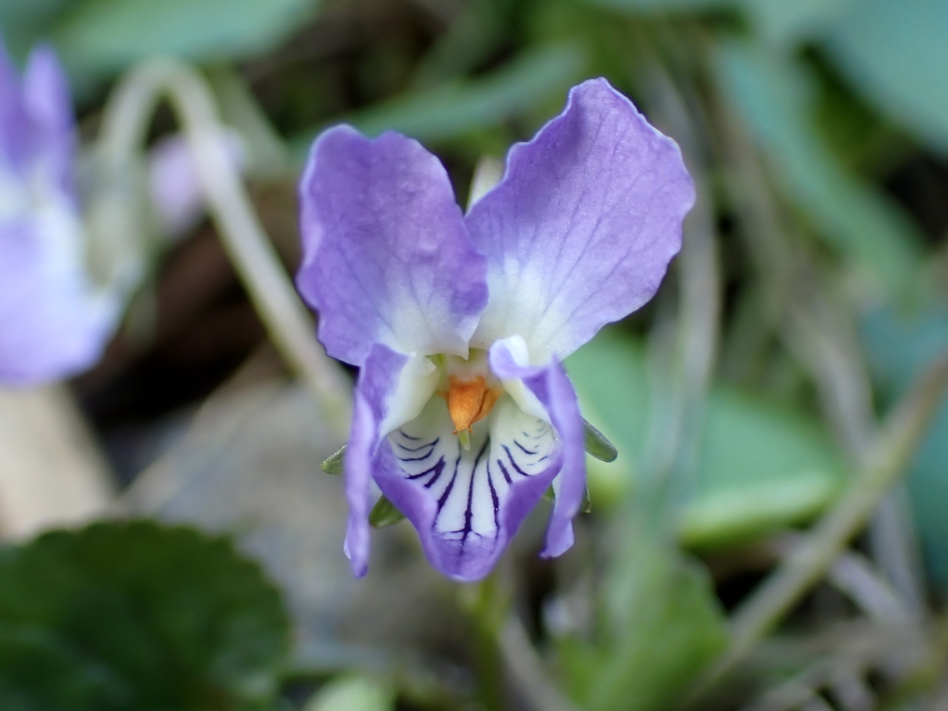 アオイスミレ の高画質写真です。横浜市で、2025年3月21日に撮影したものです。