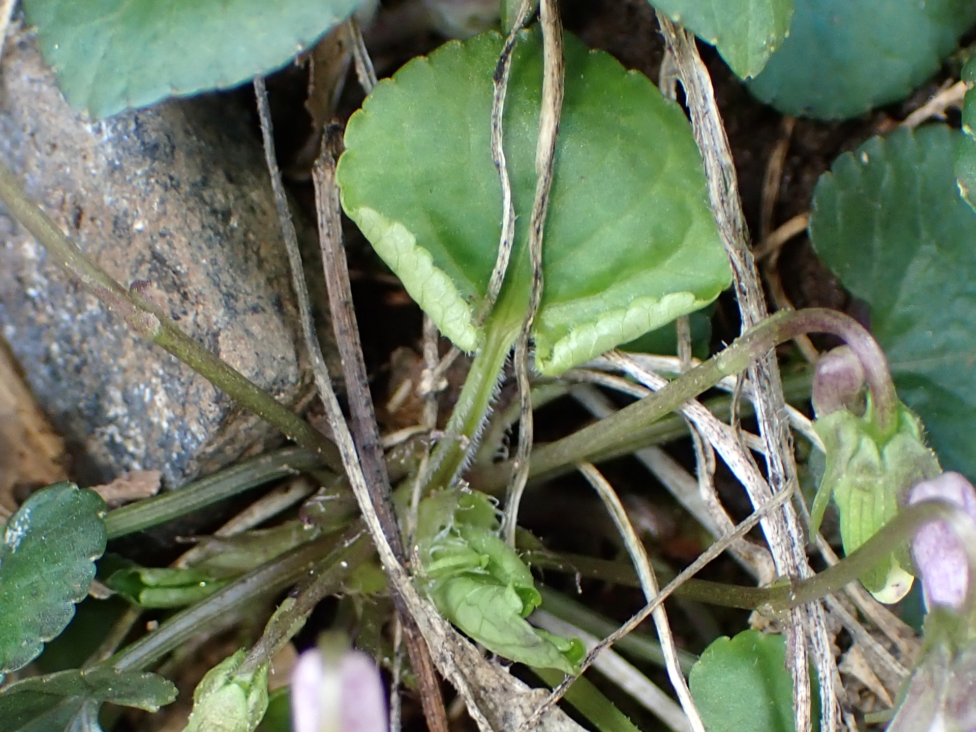 アオイスミレ の高画質写真です。横浜市で、2025年3月21日に撮影したものです。