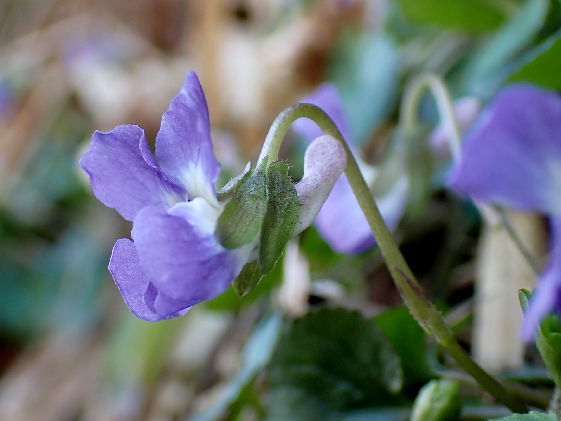 アオイスミレ の高画質写真です。横浜市で、2025年3月21日に撮影したものです。
