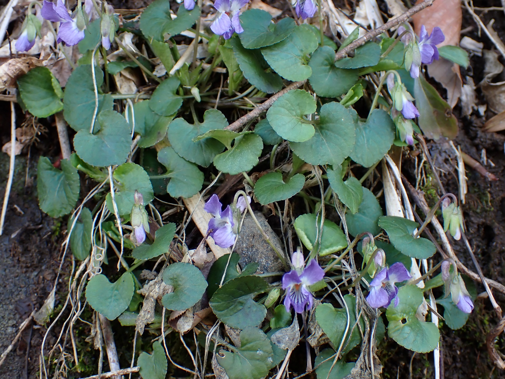 アオイスミレ の高画質写真です。横浜市で、2025年3月21日に撮影したものです。