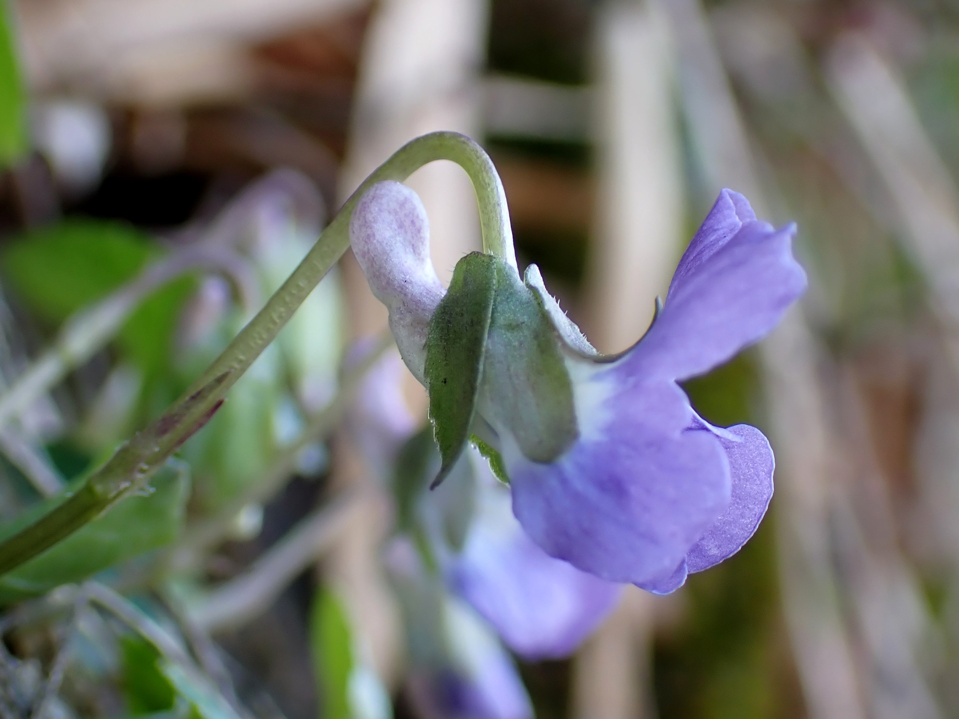 アオイスミレ の高画質写真です。横浜市で、2025年3月21日に撮影したものです。