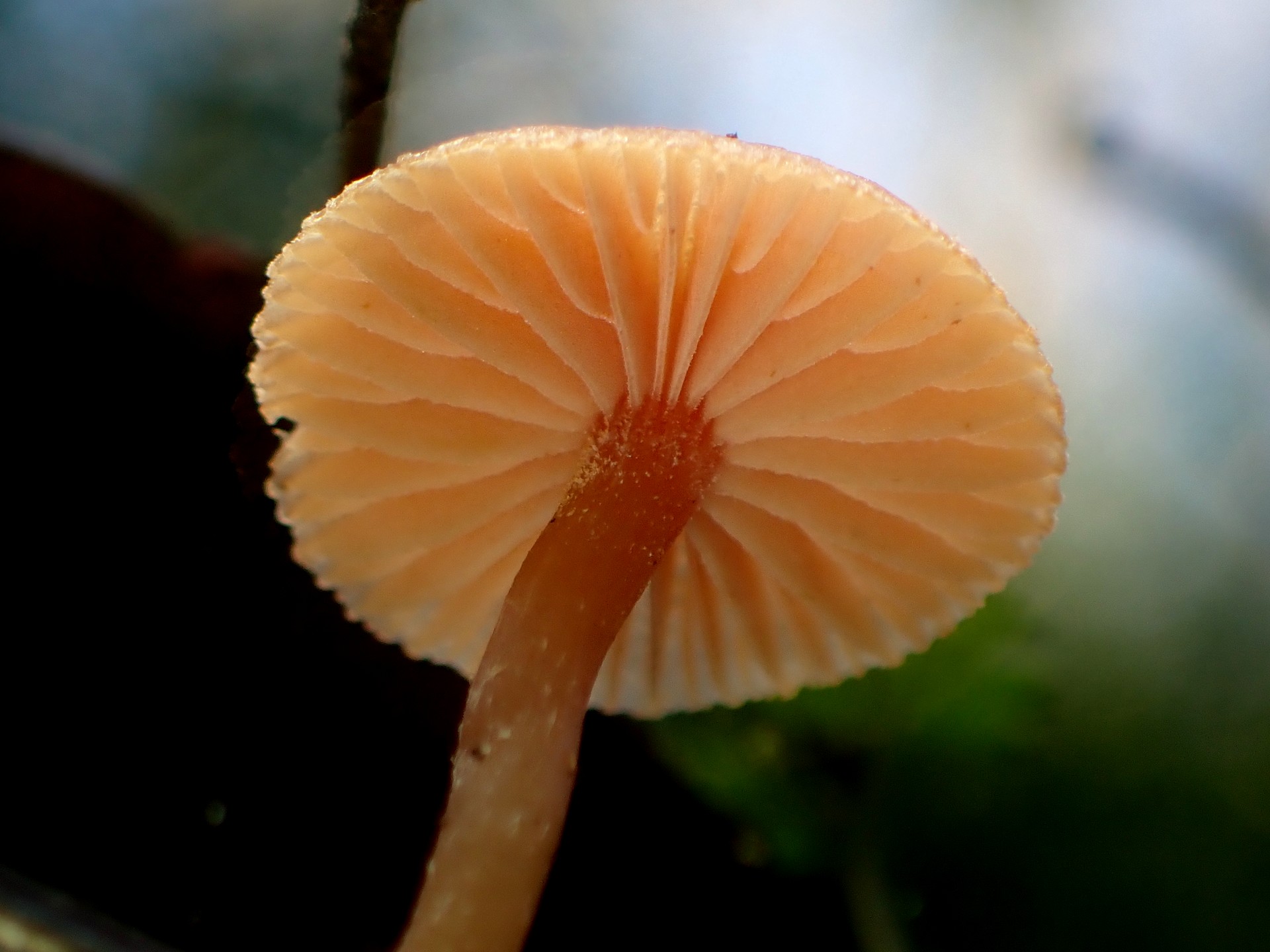 茶色の小きのこ の高画質写真です。横浜市で、2025年3月20日に撮影したものです。