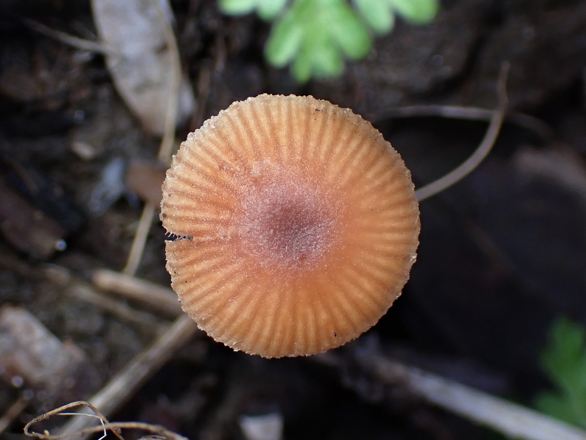 茶色の小きのこ の高画質写真です。横浜市で、2025年3月20日に撮影したものです。