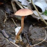 茶色の小きのこ の高画質写真です。横浜市で、2025年3月20日に撮影したものです。