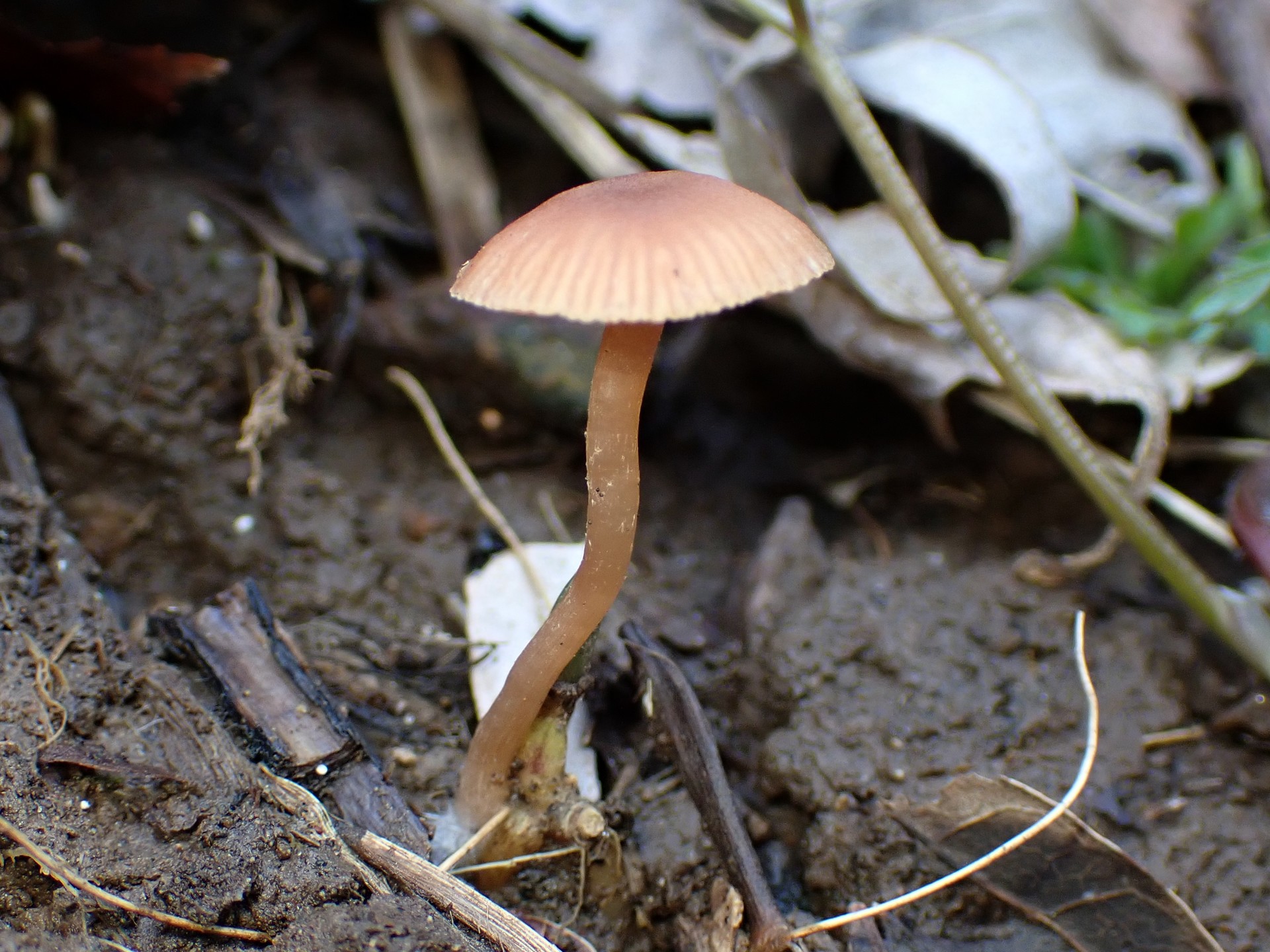 茶色の小きのこ の高画質写真です。横浜市で、2025年3月20日に撮影したものです。