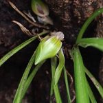 不明つぼみ の高画質写真です。横浜市で、2025年3月13日に撮影したものです。