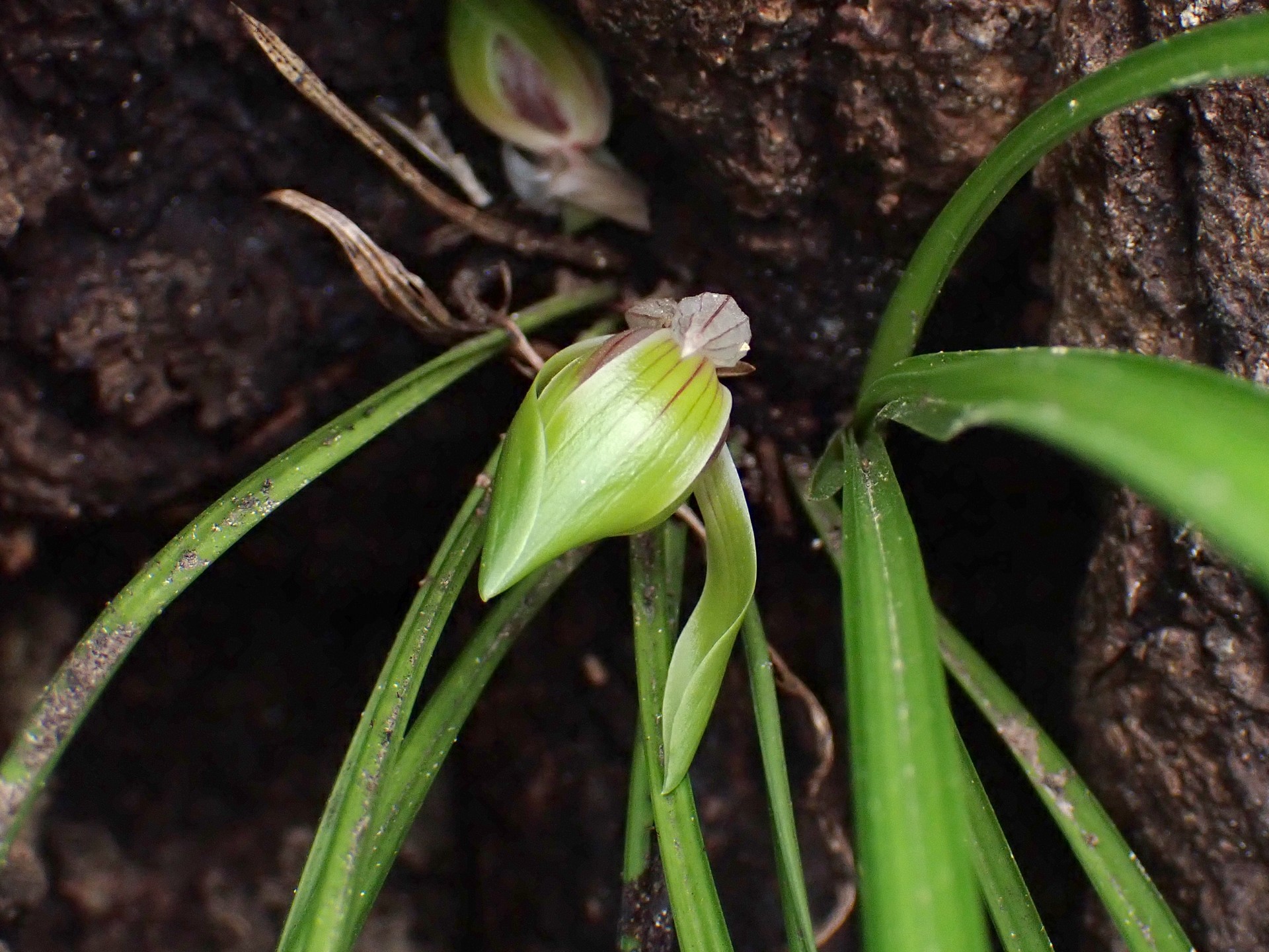 不明つぼみ の高画質写真です。横浜市で、2025年3月13日に撮影したものです。