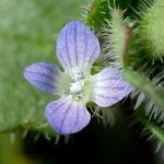 フラサバソウ の高画質写真です。横浜市で、2025年3月1日に撮影したものです。