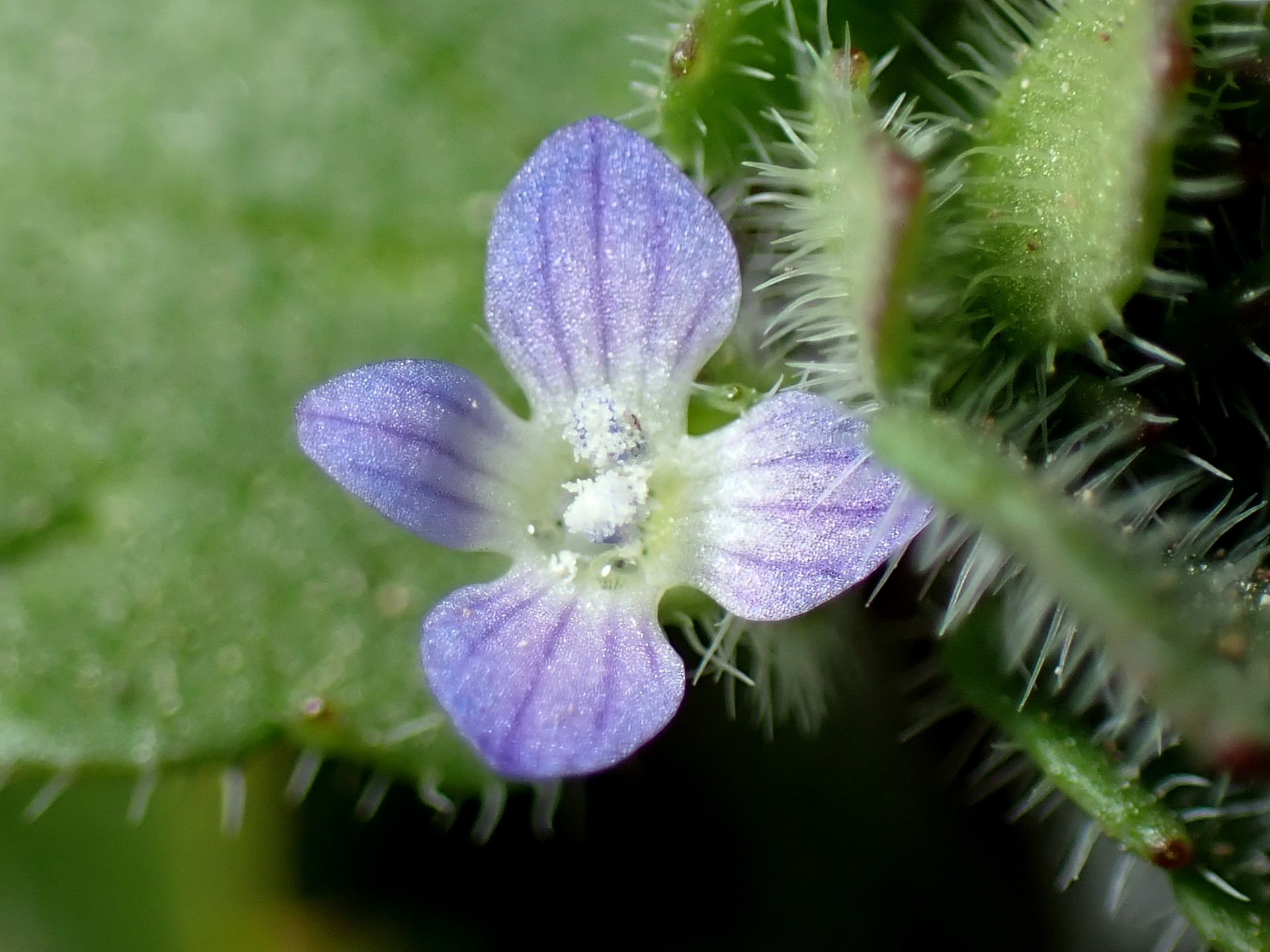 フラサバソウ の高画質写真です。横浜市で、2025年3月1日に撮影したものです。