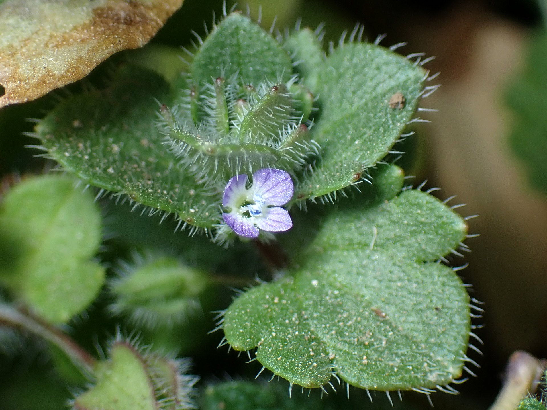 フラサバソウ の高画質写真です。横浜市で、2025年3月1日に撮影したものです。