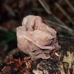 ハナビラニカワタケ の高画質写真です。横浜市で、2025年3月4日に撮影したものです。