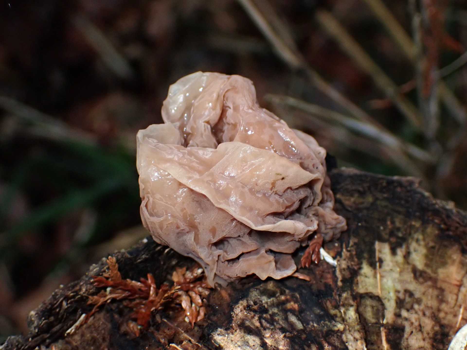 ハナビラニカワタケ の高画質写真です。横浜市で、2025年3月4日に撮影したものです。
