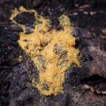 ヘビヌカホコリ の高画質写真です。横浜市で、2025年3月4日に撮影したものです。