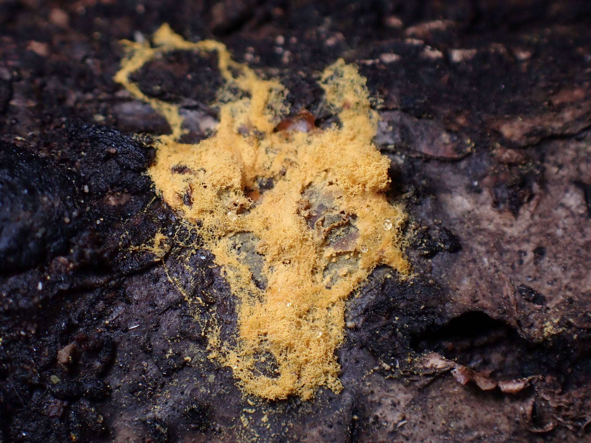 ヘビヌカホコリ の高画質写真です。横浜市で、2025年3月4日に撮影したものです。