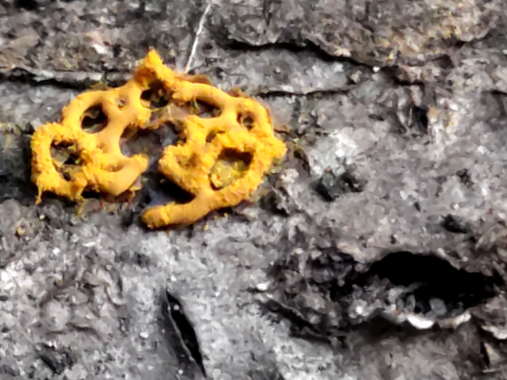 ヘビヌカホコリ の高画質写真です。横浜市で、2025年2月14日に撮影したものです。