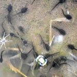 ニホンアカガエル の オタマジャクシ の写真です。横浜市で、2025年3月25日に撮影したものです。