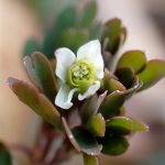 ヒメウズ の高画質写真です。横浜市で、2025年3月9日に撮影したものです。