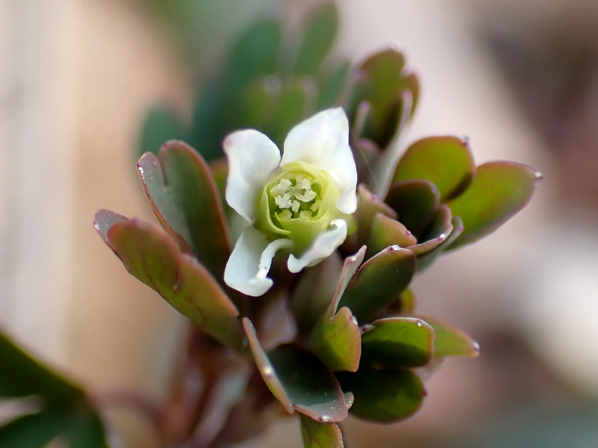 ヒメウズ の高画質写真です。横浜市で、2025年3月9日に撮影したものです。