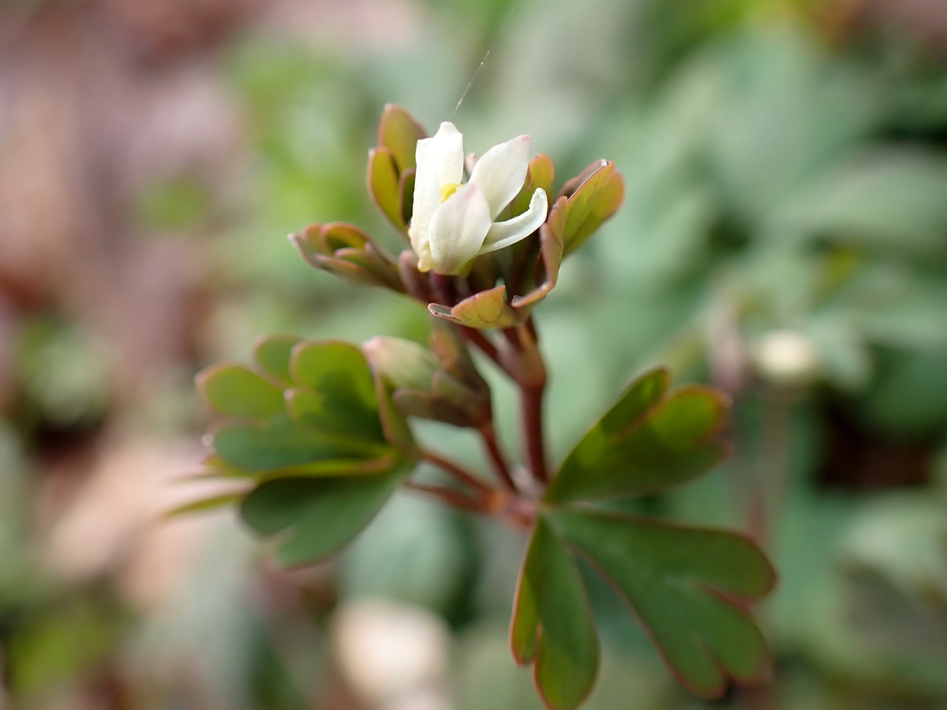 ヒメウズ の高画質写真です。横浜市で、2025年3月9日に撮影したものです。