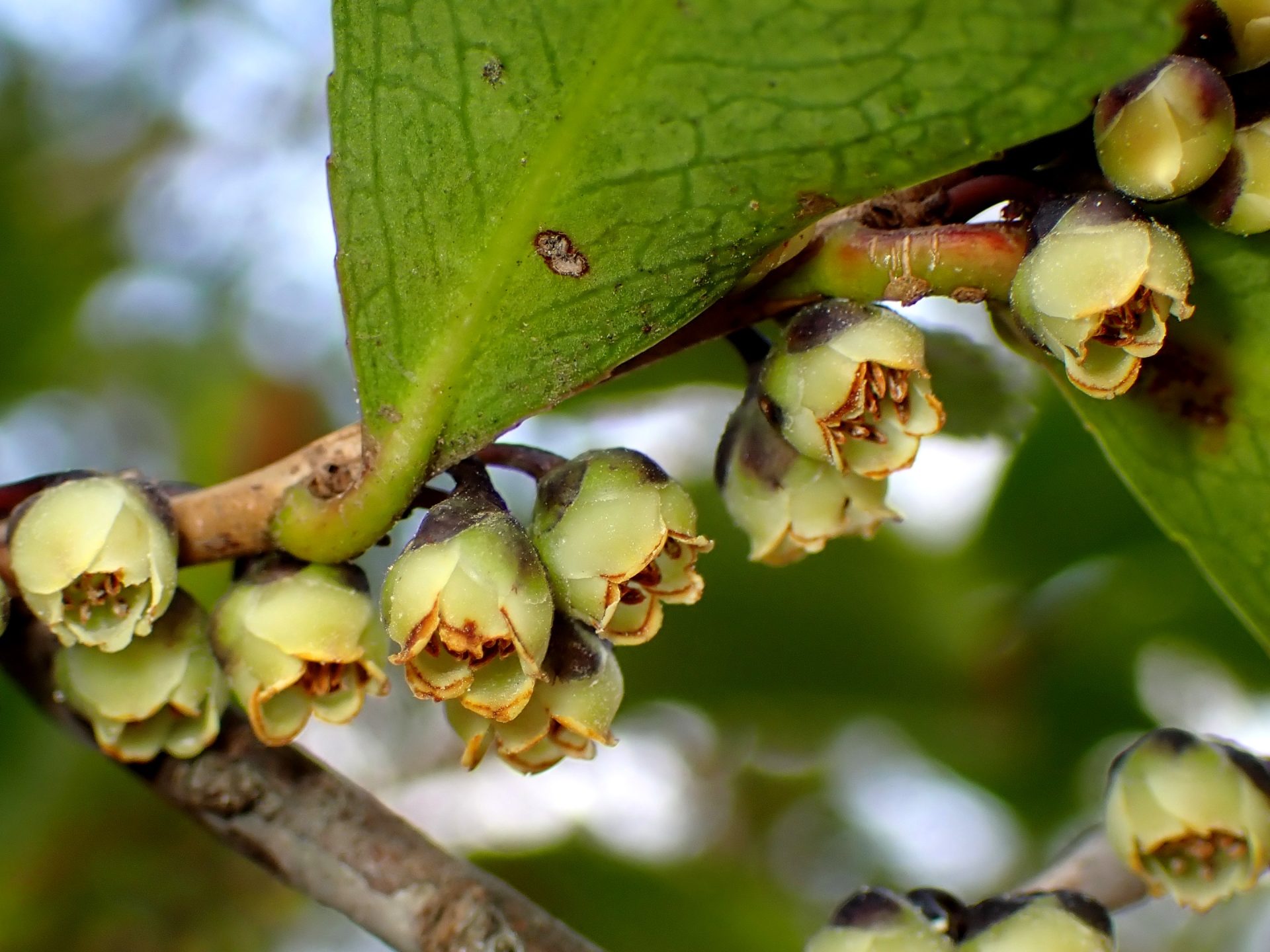 ヒサカキ の写真です。横浜市で、2025年3月23日に撮影したものです。
