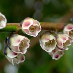 ヒサカキ の写真です。横浜市で、2025年3月23日に撮影したものです。