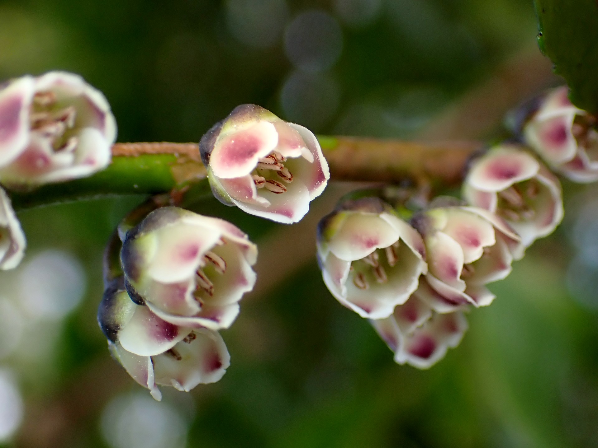 ヒサカキ の写真です。横浜市で、2025年3月23日に撮影したものです。