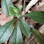 ホタルカズラ の写真です。横浜市で、2025年3月25日に撮影したものです。